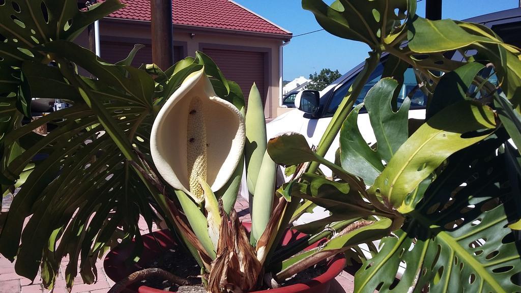 Anchorage Guest House Plettenberg Bay Exterior photo